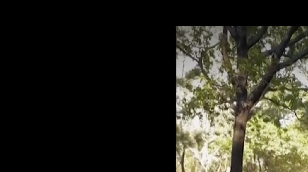 Mother shields her son as bear leaps on picnic table to eat tacos - Vimarsana News