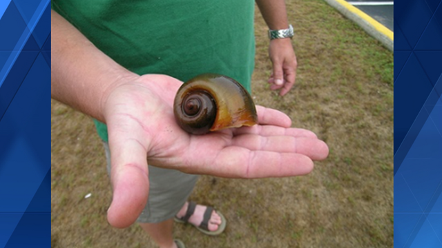 North Carolina: Invasive Apple Snails found - Vimarsana News