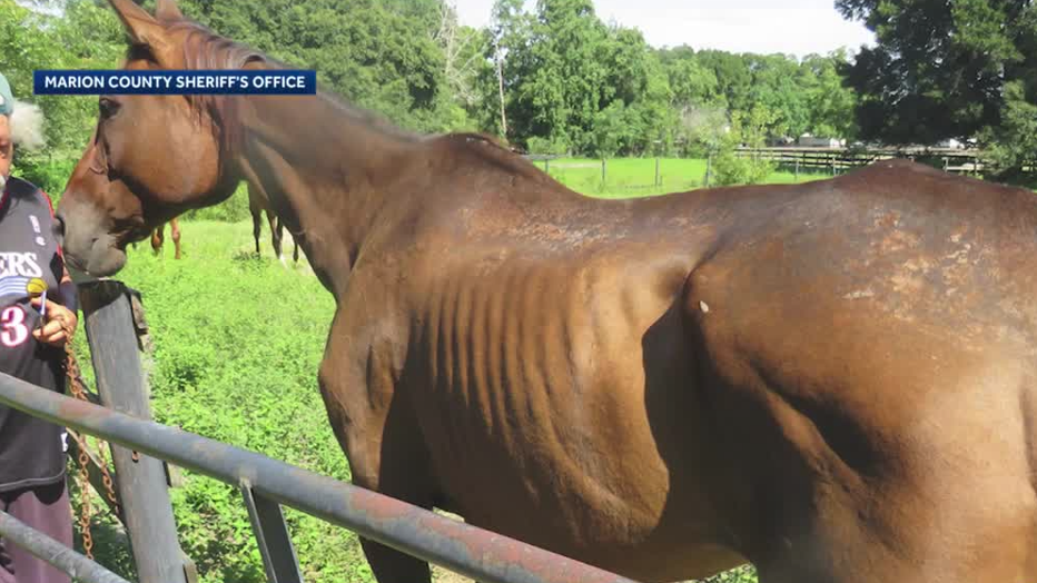 Florida man charged with animal cruelty felony