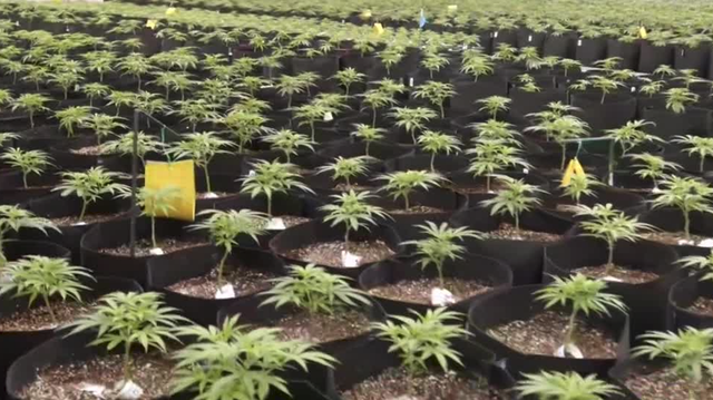 Trulieve CEO gives tour of Florida facility - Vimarsana News