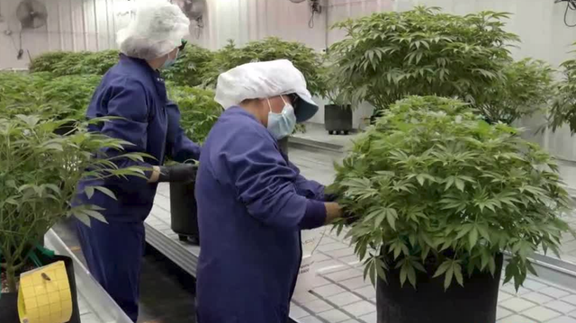Trulieve CEO talks economic benefit of legal weed in Florida - Vimarsana News