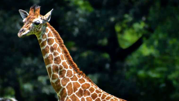North Carolina Zoo in Asheboro mourns loss of baby giraffe