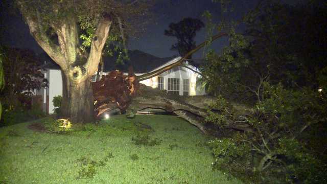 Tornado downs trees in North River Shores - Vimarsana News