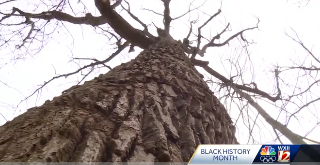 underground railroad tree