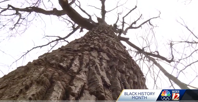 underground&#x20;railroad&#x20;tree