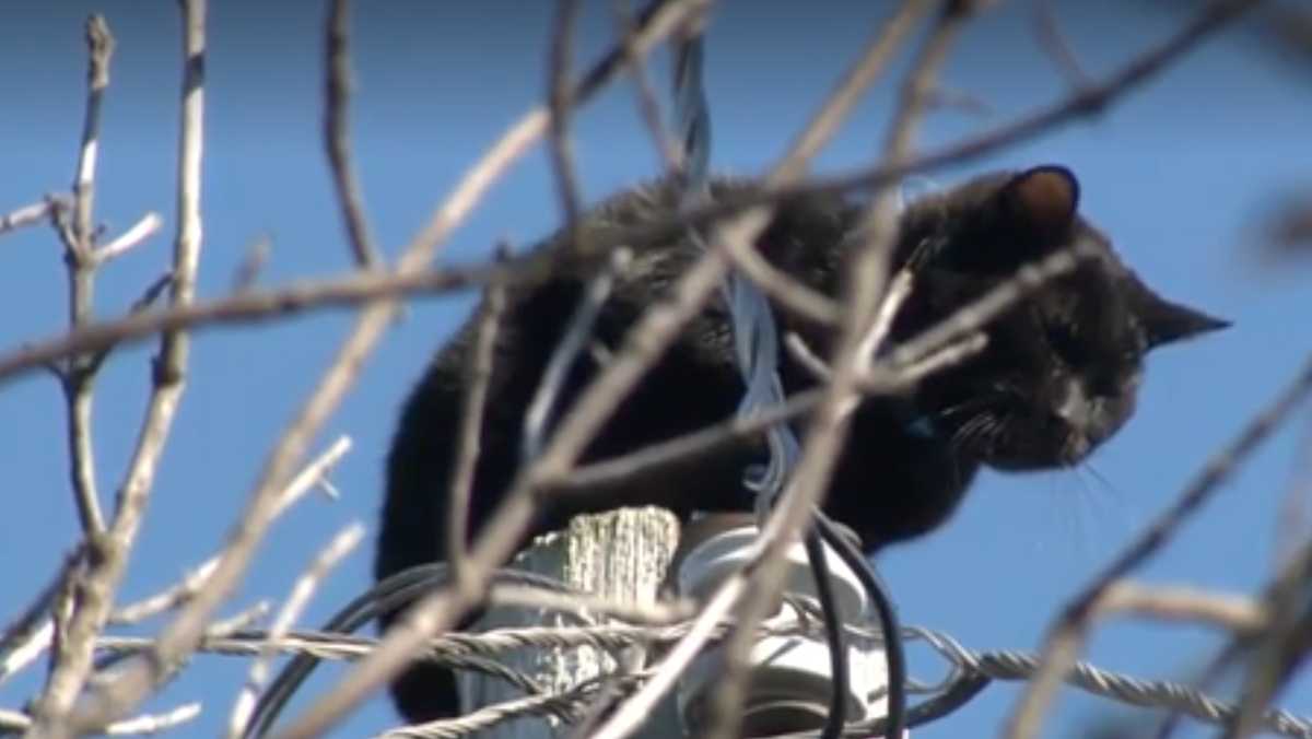 WATCH: Workers rescue cat stuck on top of utility pole