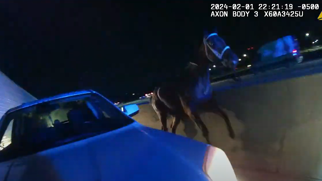 Video shows horse gallop down northern Kentucky highway after escaping