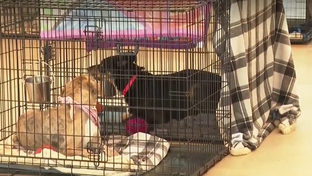 Puppy Bowl watch party & waived adoption fees in Bentonville - Vimarsana News