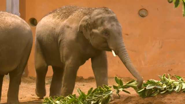 Cincinnati Zoo receives help from local organizations to held feed animals - Vimarsana News