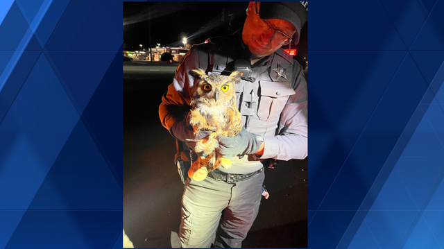 North Carolina: Chatham County Deputy rescues owl after hit by a car on U.S. 64 - Vimarsana News