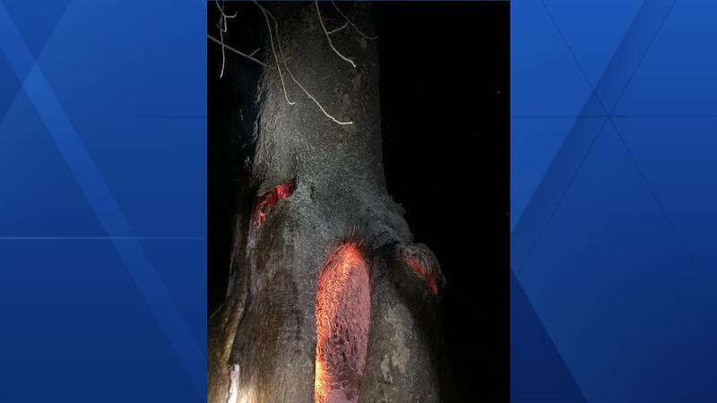 Iowa's largest sycamore damaged in 'suspicious fire,' DNR says