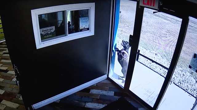 Video: Smart pup runs to doggie daycare after being in car wreck - Vimarsana News