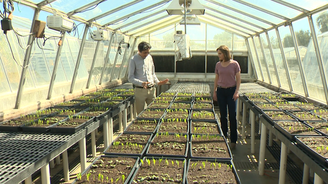 UC Davis research shows risks of unchecked invasive plants - Vimarsana News