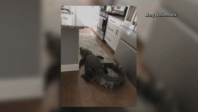 Florida woman finds 8-foot gator in her kitchen