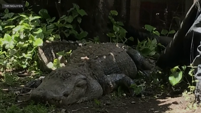 VIDEO: Barking dogs alert Florida homeowner to 11-foot alligator