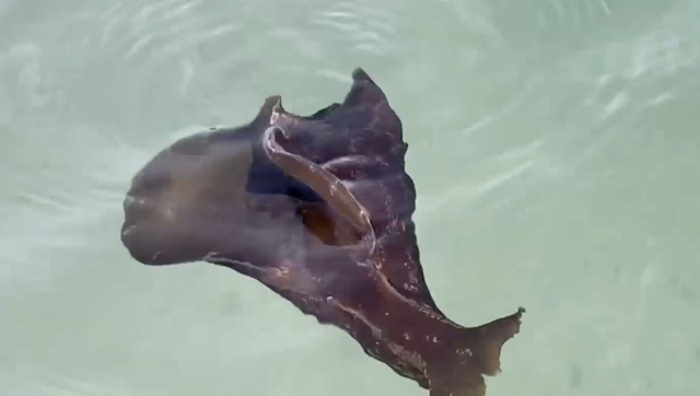 Slimy sea creatures spotted swimming along Sanibel beaches - Vimarsana News
