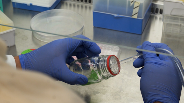 UC Davis is growing cells to create a meat alternative - Vimarsana News