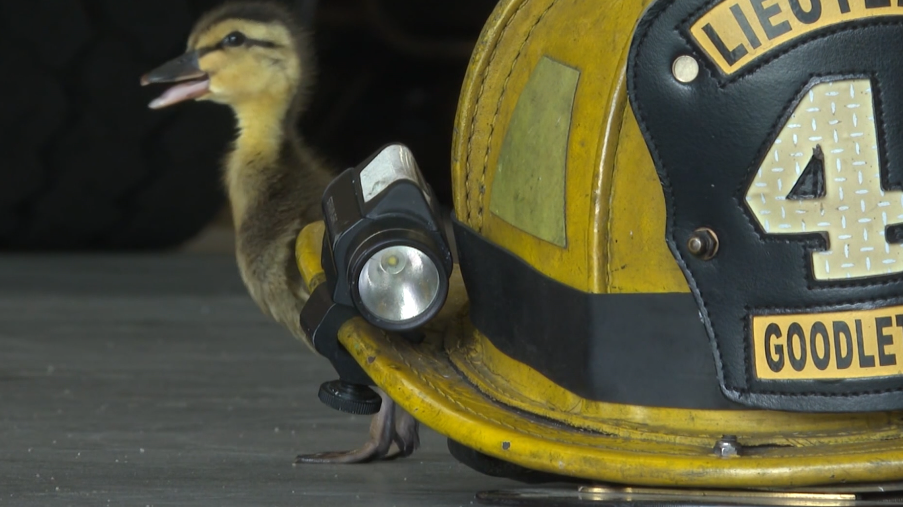 Good Samaritan, firefighters rescue 17 ducklings near Nashville - Vimarsana News