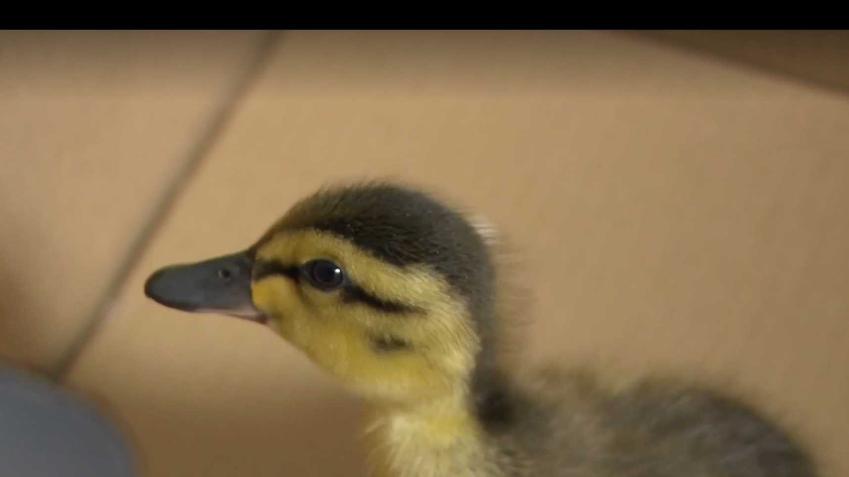 Firefighters rescue 17 ducklings from a storm drain - Vimarsana News
