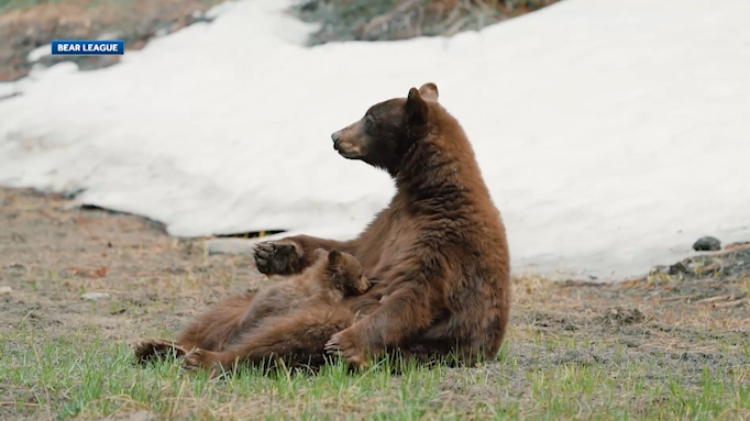 California advocates aim to reduce bear encounters in Lake Tahoe - Vimarsana News