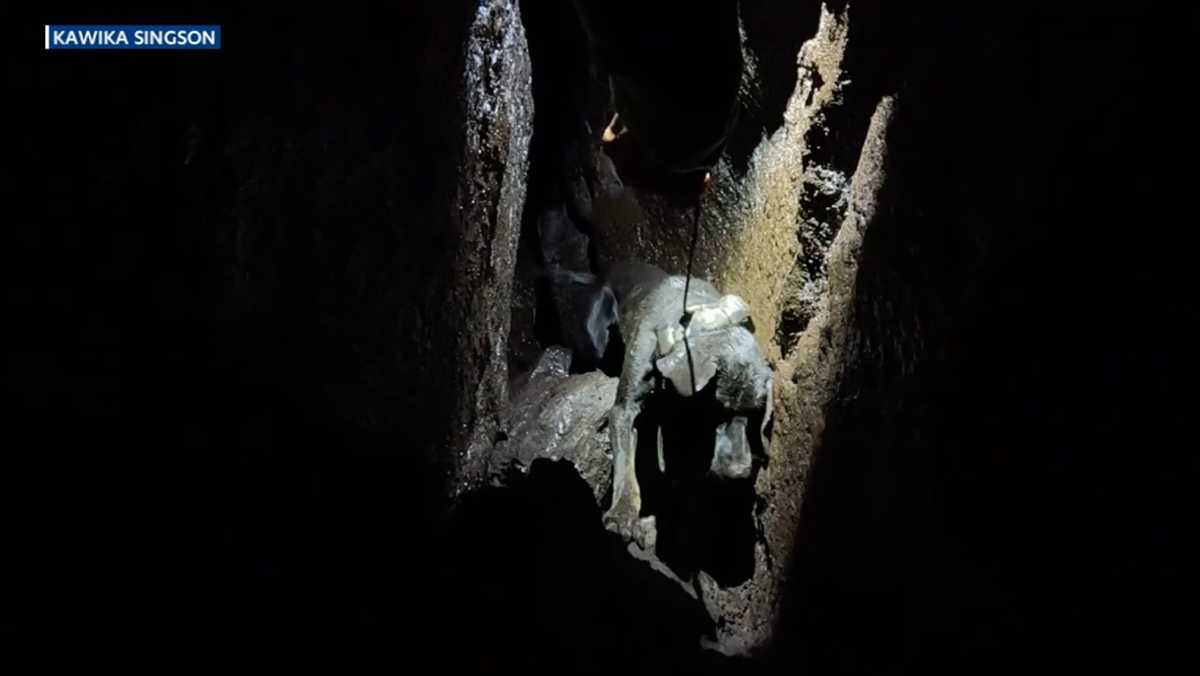 Hiker in Hawaii rescues dog that was stuck in 30-foot lava crack