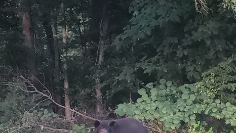 North Carolina: Bear spotted in Mount Airy and Purlear