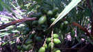 A group of unripe Palmetto berries attached to a Saw Palmetto Tree, growing alongside the summertime fruiting season.