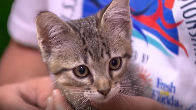 Orange County Animal Services waives pet adoptions this weekend