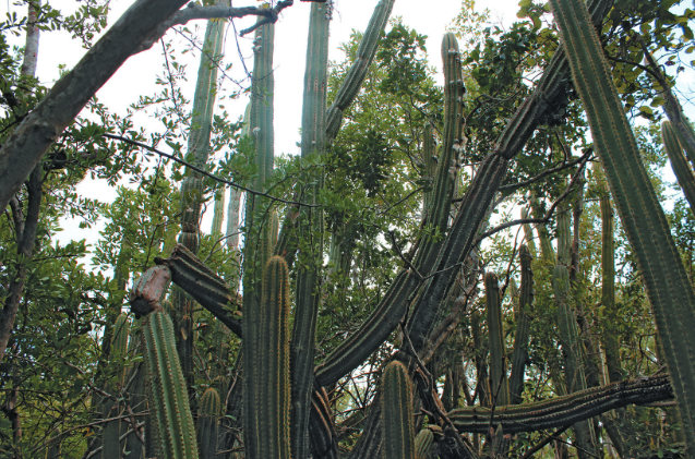 ﻿The Key Largo Tree Cactus, captured growing in the wild in Key Largo in 2015.