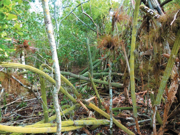 The Key Largo Tree Cactus at John Pennekamp Coral Reef State Park in 2016, with many stems collapsed.
