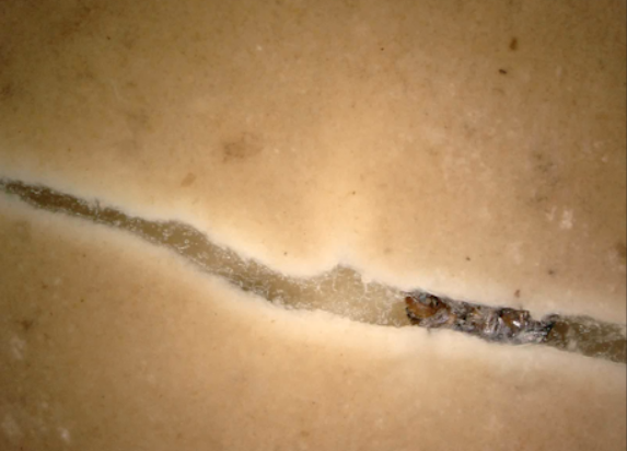 ﻿An invasive Redbay Ambrosia Beetle burrowing into the trunk of a avocado tree from a microscopic view. The fungal disease it carries is spread upwards through the trees vascular system.