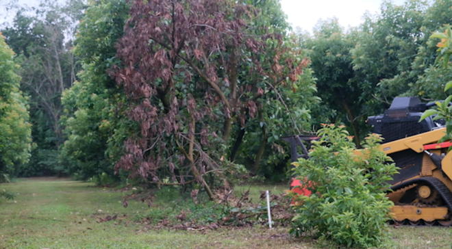 ﻿An avocado tree infected with Laurel Wilt, spotted by it's brown leaves and decaying trunk.