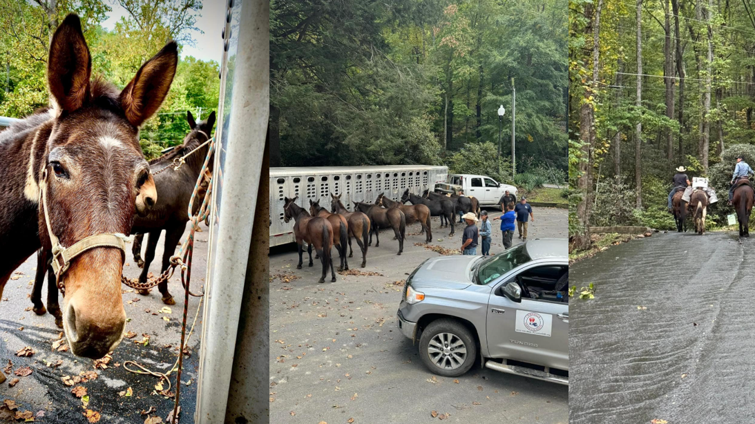 North Carolina: Mules helping to deliver Helene supplies