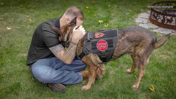 military dog reunion