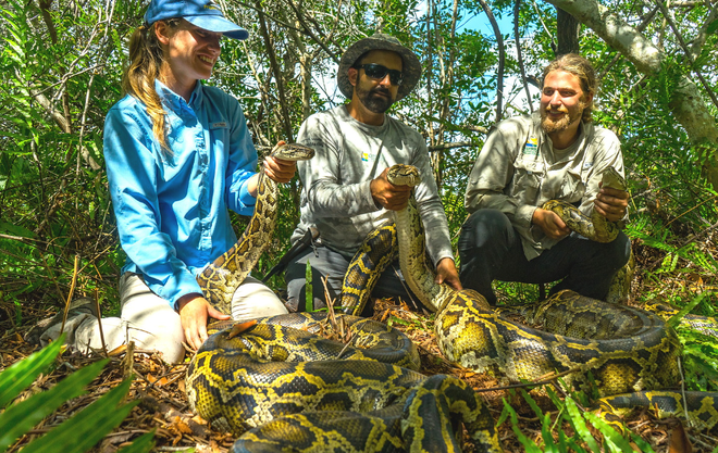 Burmese pythons