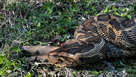 Burmese Python