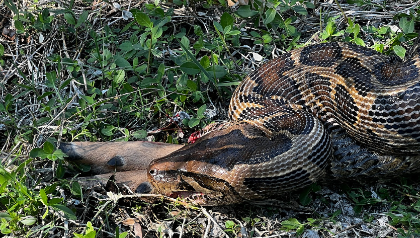 New study finds Burmese pythons can eat bigger prey than scientists ...