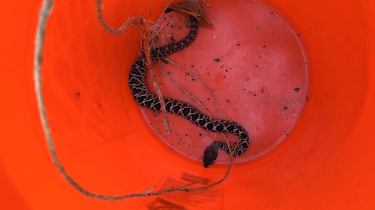Florida officials warn residents about snakes in storm debris piles