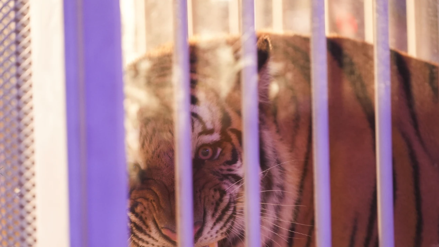Caged tiger LSU Tiger Stadium Governor Jeff Landry