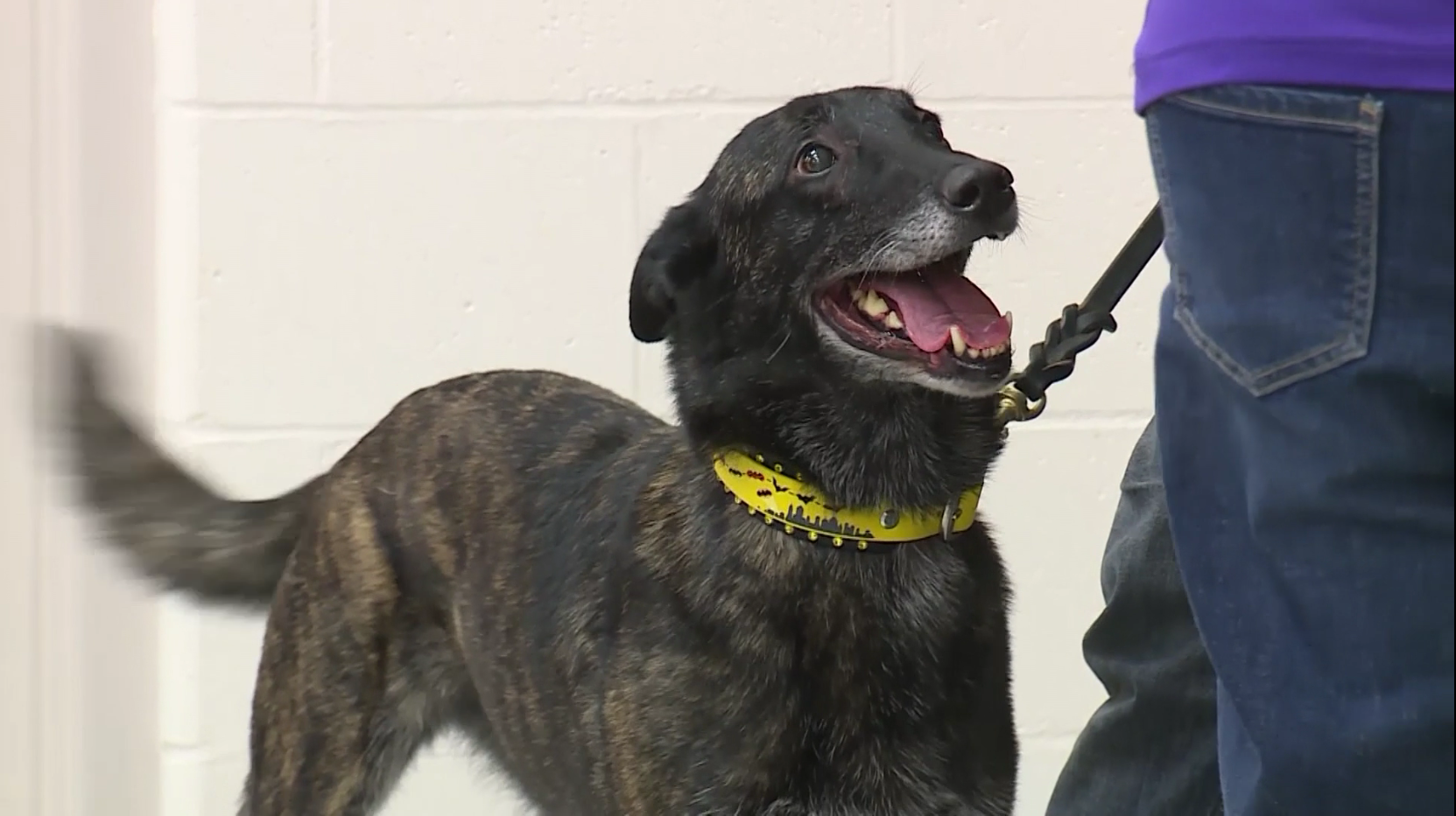 Canine Corps Clinic at UC Blue Ash ensures police dogs in top shape for duty