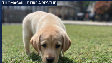 Fire Department celebrates new therapy dog with powerful story – from being abandoned to becoming a symbol of healing