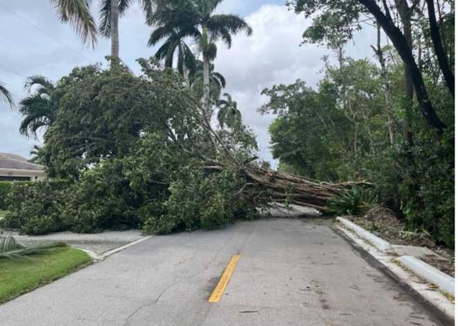 royal harbor 1800 block of sandpiper st..city of naples..large tree down blocking road