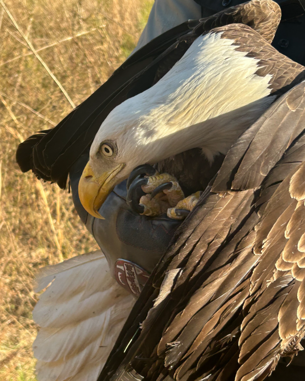 Bald eagle rescued in Apex by police