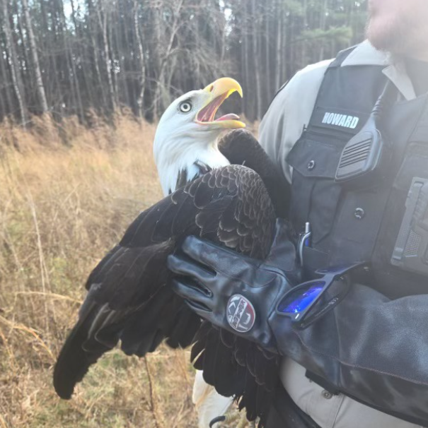 Bald eagle rescued in Apex by police