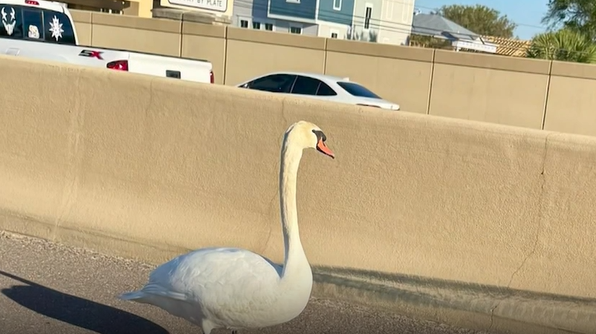 Swan found on state Road 408 returns home