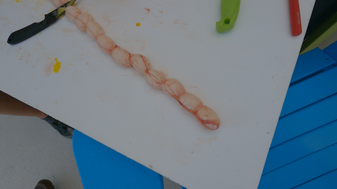 ﻿One string of iguana eggs, extracted directly from the abdomen.