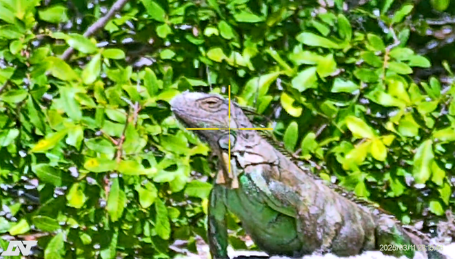﻿An invasive green iguana spotted in the scope of Johnson's rifle.