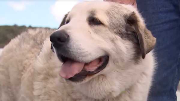 Ranch dog saves boy lost in the desert.