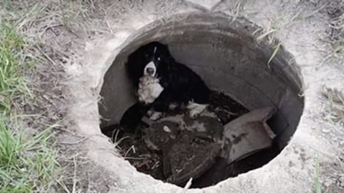 Firefighters Rescue Long-Lost Dog from Storm Drain Following I-91 Car Fire