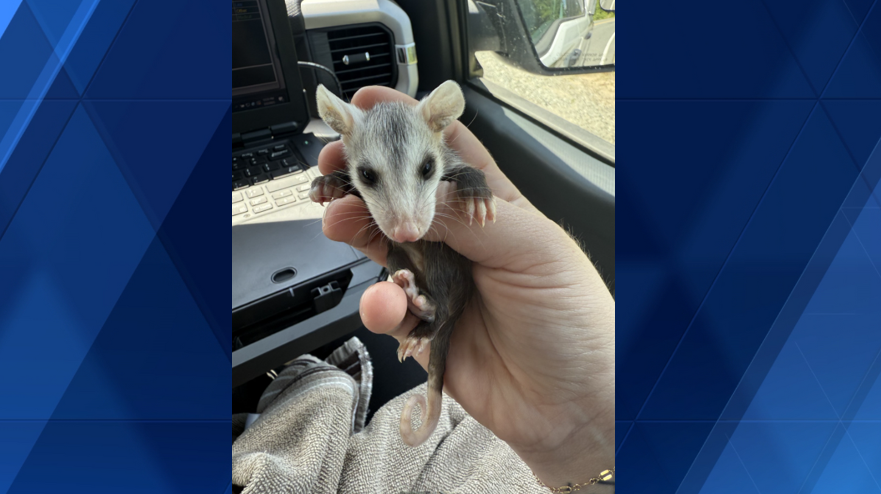 baby opossum rescued